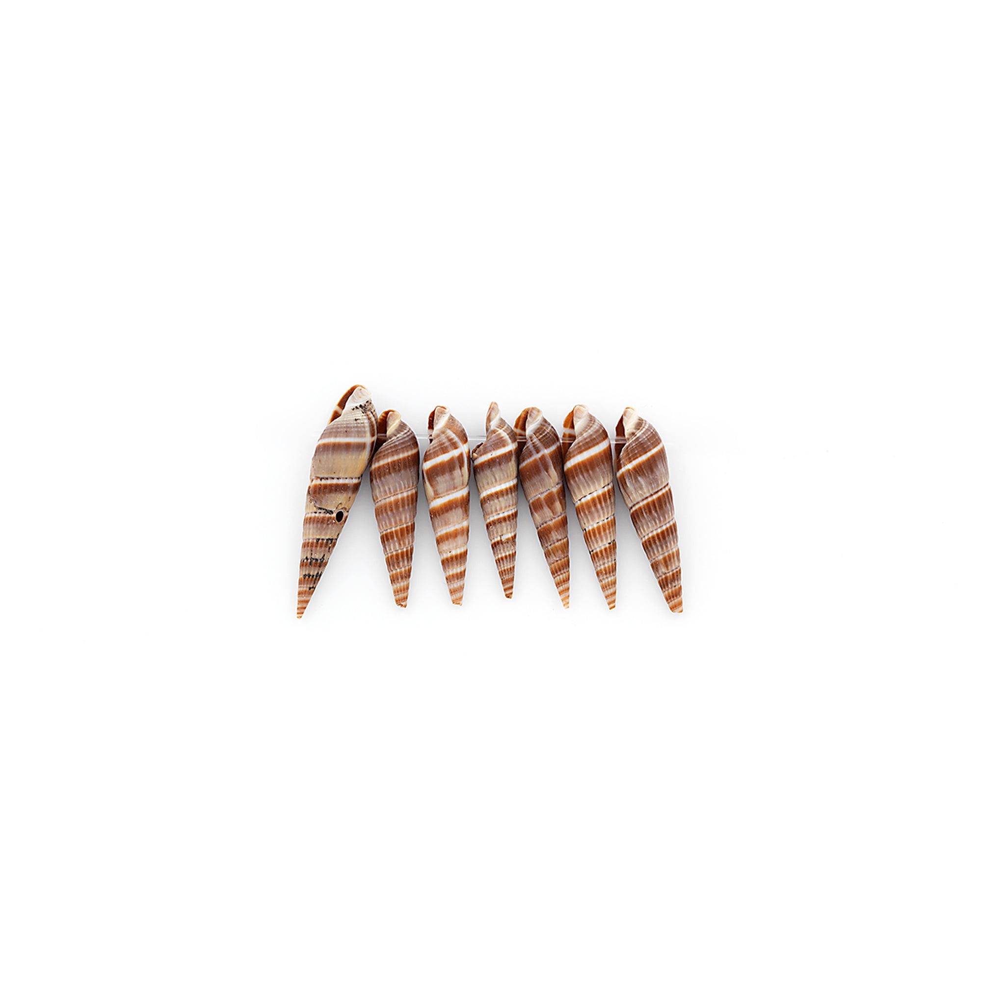 Long Spiral Shell Beads - Dark Brown - 7 pcs. - Natural Shell & Pearl Beads