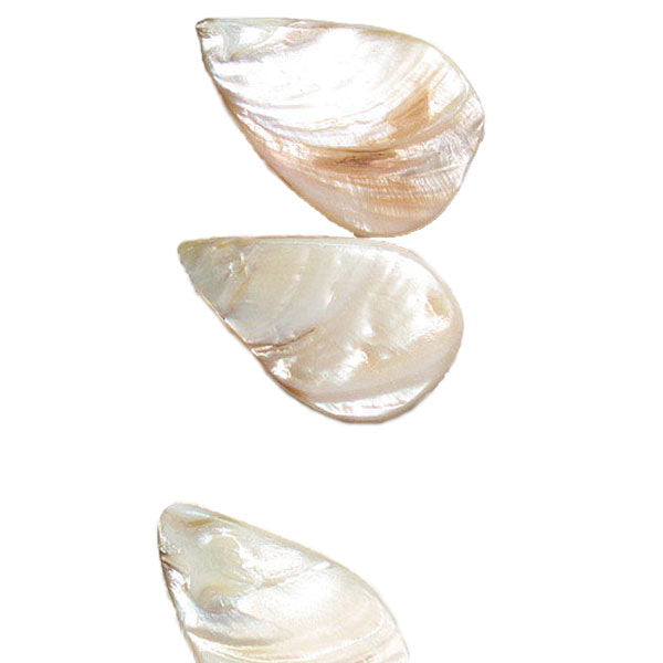 Sea Shell Hand Crafted Fan/Drop Shape Beads/Pandants                         - Natural